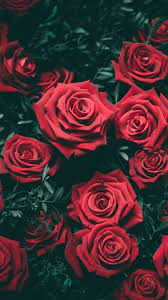 rose wallpapers top 35 best rose