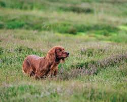 irish setter history and development