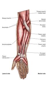 what is the brachialis muscle how to