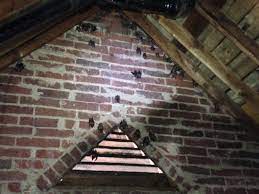 bats in the attic bat damage in the attic