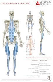 Anatomy Trains 3rd Ed Posters