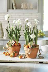 why paperwhites make the best holiday gifts