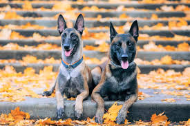 all belgian malinois colors and
