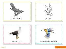 a to z bird names list in english with