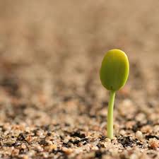 Image result for sprout seedling wikipedia