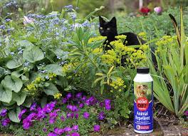 How To Keep Cats Off Gardens Garden World