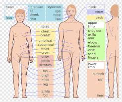 Before excreting body waste as urine, the kidneys absorb essential nutrients and electrolytes. Human Body Introduction To Human Anatomy Homo Sapiens Organ Human Organ English Hand Human Png Pngwing