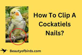 how to clip a atiel s nails in 5