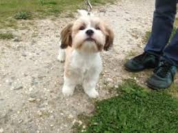 Check spelling or type a new query. Adopt Buster On Petfinder Shih Tzu Shih Tzu Dog Dogs