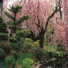 flowering cherry trees grow an