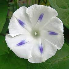 These specialized plants do not need to be replanted do you want some perennials in your garden which bloom all year? Top 15 Most Beautiful Morning Glory Flowers