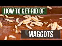 how to get rid of maggots 4 easy steps
