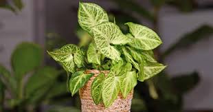 Grow And Care For Arrowhead Plants