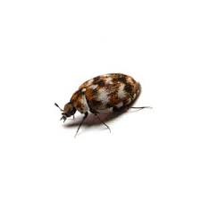 carpet beetles extermination