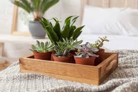 Pflanzen im schlafzimmer leisten einen wichtigen beitrag zum raumklima. Pflanzen Im Schlafzimmer Diese Sorten Eignen Sich