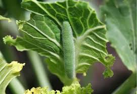 cabbage worms in your garden