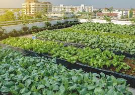 The World S Largest Rooftop Urban Farm