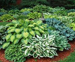 5 ways to design with hostas be inspired