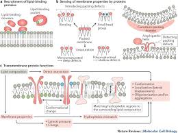 membrane lipid composition