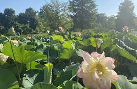 Lotus And Water Lily Festival