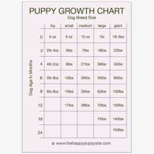 Puppy Development Stages With Growth Charts And Labrador