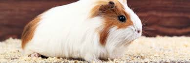 top 5 best bedding for guinea pigs
