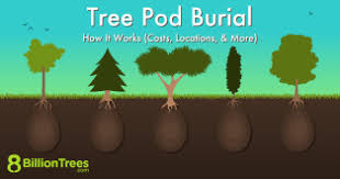 tree pod burial how it works in 2023