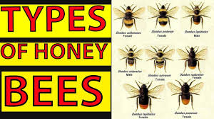 Different Types Of Honey Bees Species And Characteristics