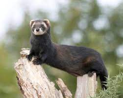 Ferret has much resemblance with polecat but can be differentiated due to dimorphic appearance. European Polecat Vs Domestic Ferret Which One Is Best As A Pet By Isaac Ince Medium