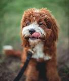 Cavapoo Haircuts: The Essential Guide with Pictures of ...