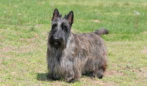 At southern scotties we offer our customers beautiful scottish terrier puppies for sale. Scottish Terrier Dog Breed Information