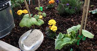fertilize your pumpkin plants