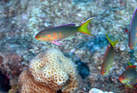 The Fish Directory Find Reef Fish From Pictures