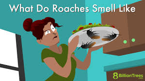 what do roaches smell like how to get