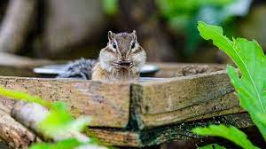 how to get rid of chipmunks and keep