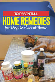 10 essential home remes for dogs to
