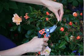 bahco hand pruners the best pruner you