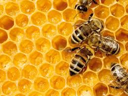 Le miel - La petite histoire du miel