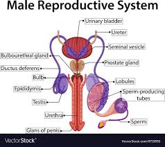 Chart Showing Male Reproductive System