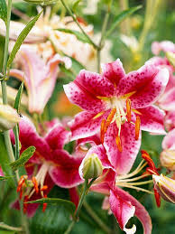 Издръжливи цветя за градината, които трудно можете да убиете. Letni Cvetya Za Gradinata Lazara Bg