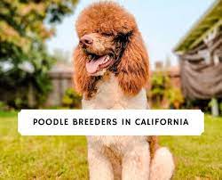 poodle breeders in california top 7