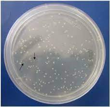 white colonies on lb agar icillin