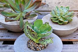 With basic materials like plastic containers, quick drying cement, water and a little cooking. 5 Creative Diy Flower Pots Planters To Make This Spring Ltd Commodities