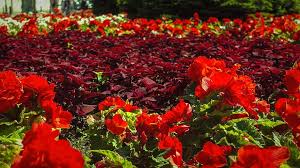 Издръжливи цветя за градината, които трудно можете да убиете. Cvetya Krasivi Cvetya Cherveni Cvetya Gradina Pikist