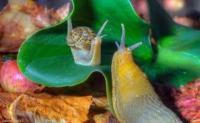 slugs snails on cans plants
