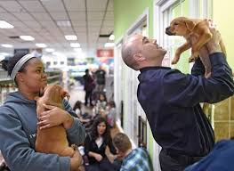 When traveling with dogs, one thing is certain. Dogs Delight Pet Store Chain Pledges To Source From Shelters Phillyvoice