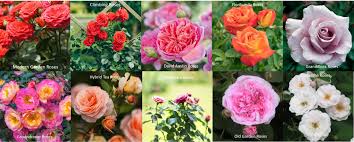 most por types of roses varieties