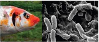 penyakit bakterial ikan pseudomonas
