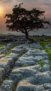 england yorkshire dales trees stones