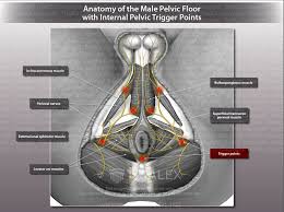 anatomy of the male pelvic floor with